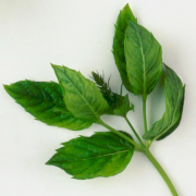 スペアミント （ガーデンミント）