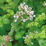 マージョラム・スイート