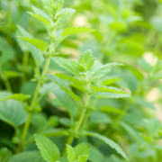 メリッサ（レモンバーム）