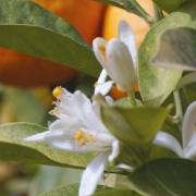 ネロリ（オレンジフラワー）