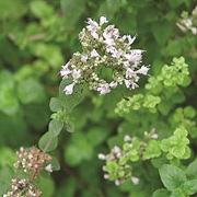 スパニッシュマジョラム