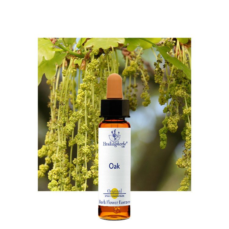 オーク | ニールズヤード レメディーズ 公式オンラインショップ