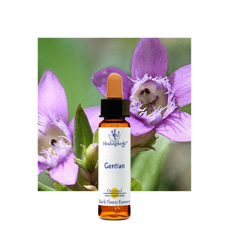 ゲンチアナ | ニールズヤード レメディーズ 公式オンラインショップ