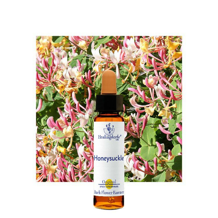 クラブアップル | ニールズヤード レメディーズ 公式オンラインショップ