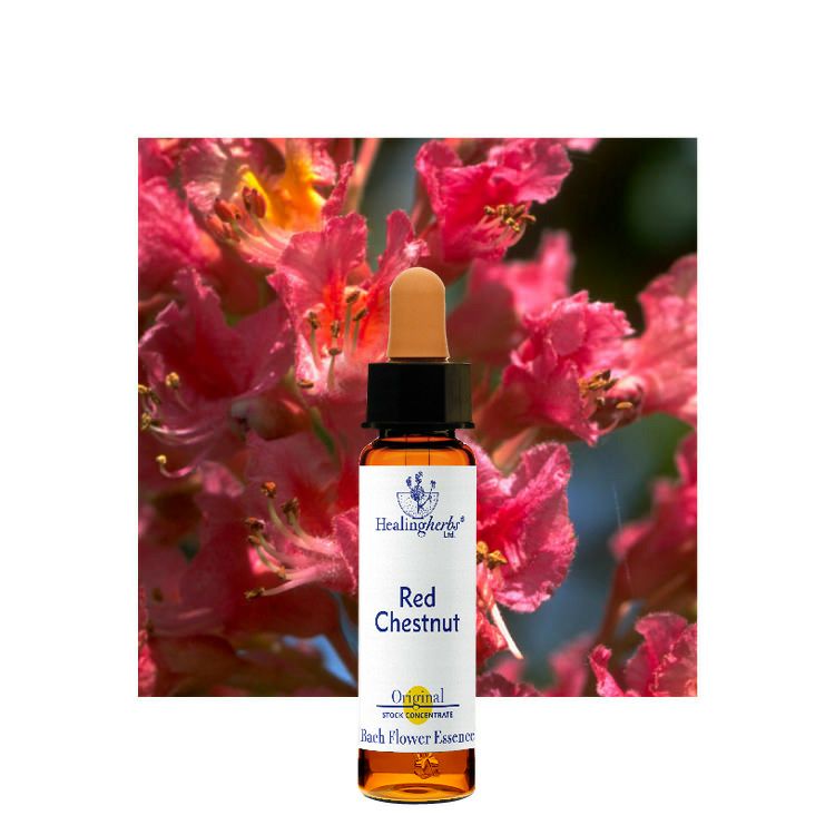レッドチェストナット | ニールズヤード レメディーズ 公式オンライン
