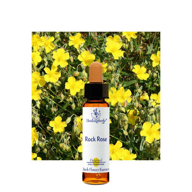 クラブアップル | ニールズヤード レメディーズ 公式オンラインショップ