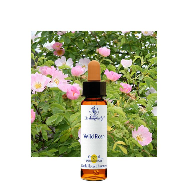 ワイルドローズ | ニールズヤード レメディーズ 公式オンラインショップ